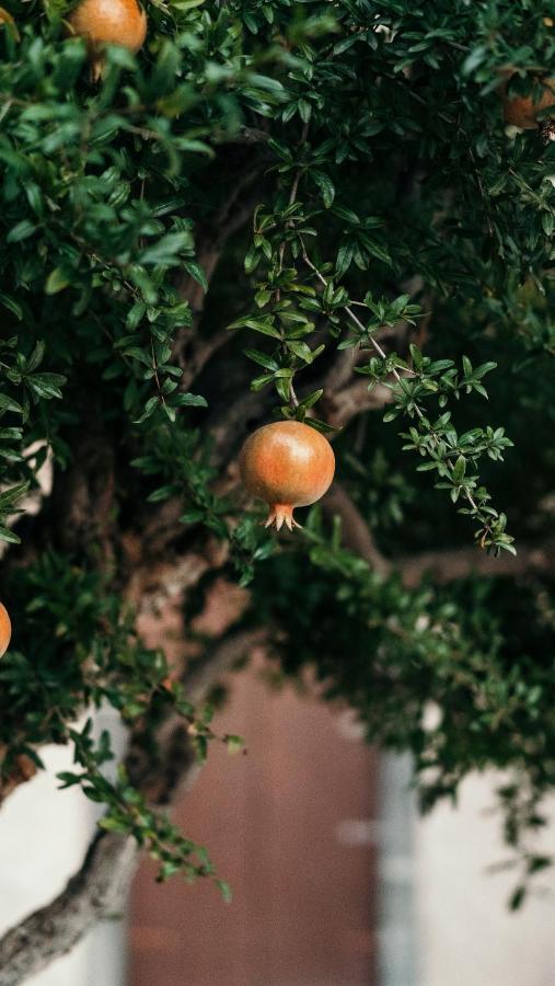 Puleera Boutique Hotel ジャッレ エクステリア 写真